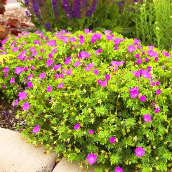 Bright red geranium flower plant free image download