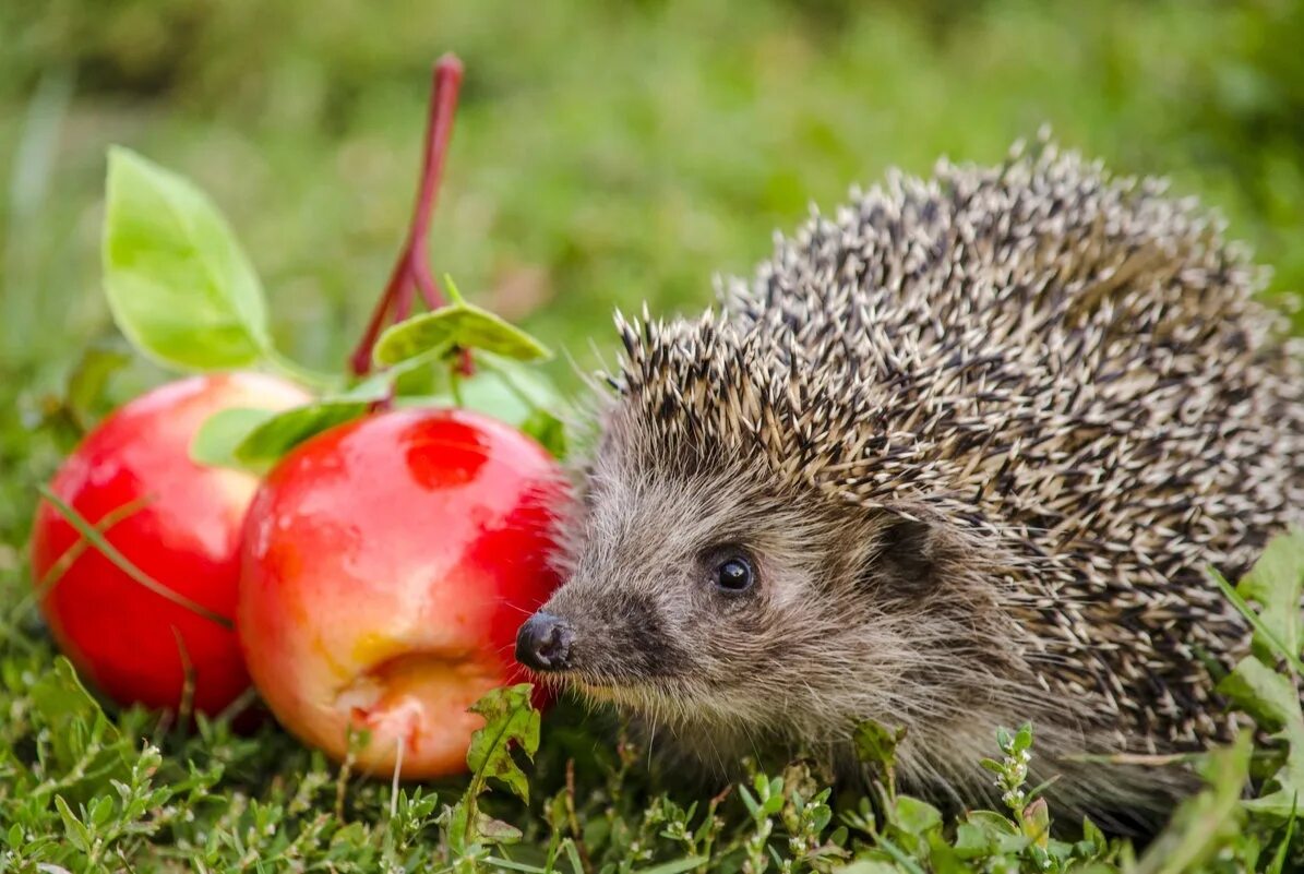 обыкновенный ёж. еж в природе. дикие животные ежик. ежик в дикой природе. обыкновенный ёж.