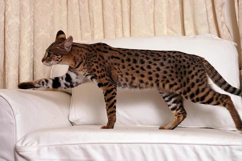 Самая большая домашняя кошка порода. Сервал Ашера Саванна. Мейн кун Ашера. Саванна кошка. Порода Саванна (Ашера).
