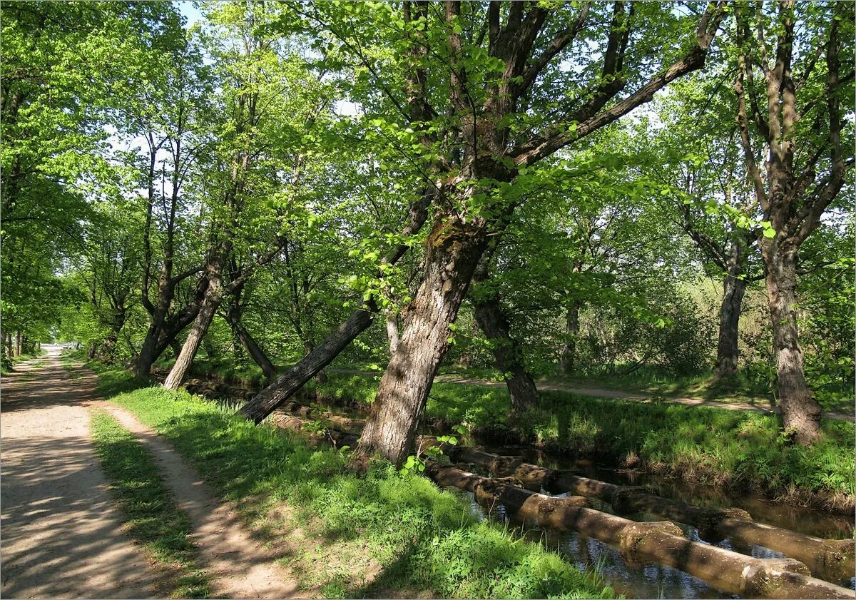 Луговой парк. Парк Луговой Каменский район. Парк Луга Ростовская обл. Парковые и луговые ландшафты.