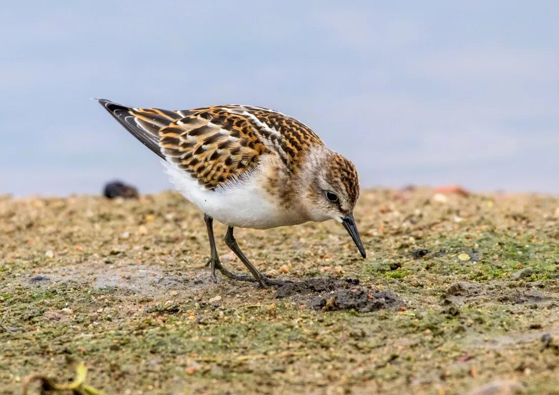 Тундровый кулик. Кулик воробей. Северные кулики. Кулик-воробей - calidris minuta. Кулички-песочники кулички-плавунчики чернозобики.