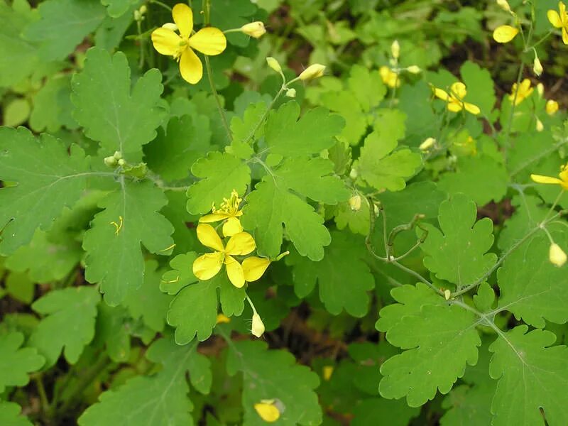 Листья чистотела. Chelidonium. Хелидониум (чистотел).. Чистотел большой (Chelidonium majus l.). Чистотел соцветие. Чистотел малый.