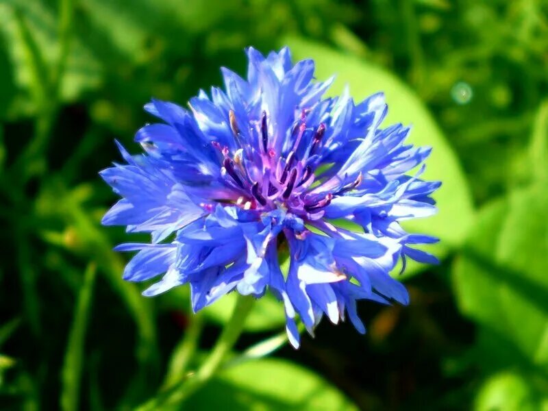 Василек работа. Пшеница и васильки. Василек k426. Василек работа. Василек синий или василек посевной.