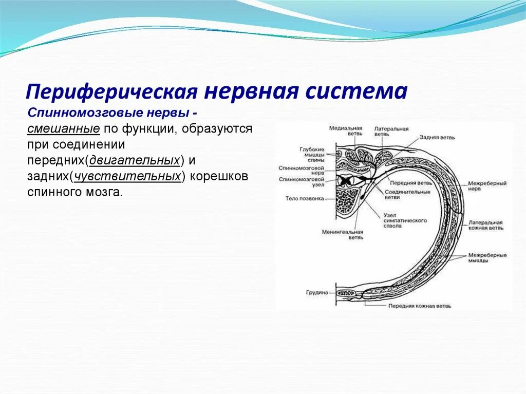 К структурам периферического нерва относят. Строение периферического нерва неврология. Периферическая НС функции. Схема периферической нервной системы. Структуры, относящиеся к периферической нервной системе.