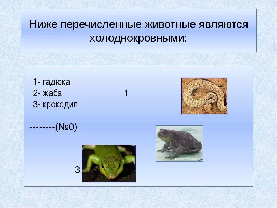 Холоднокровные животные. Холоднокровные позвоночные животные. Холдно кровные животные. Холоднокровные живот. К холоднокровным животным относят