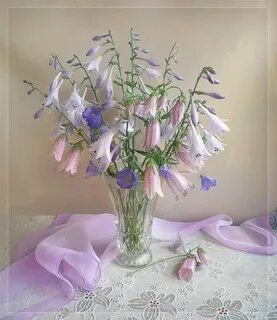 Нежные колокольчики