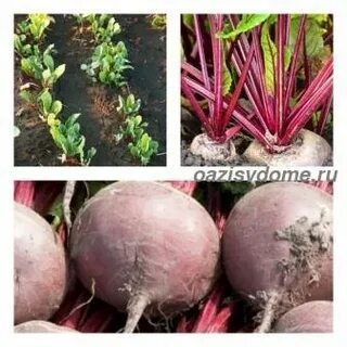 Какую свеклу посадить под зиму
