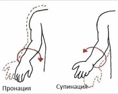 Супинация предплечья и кисти