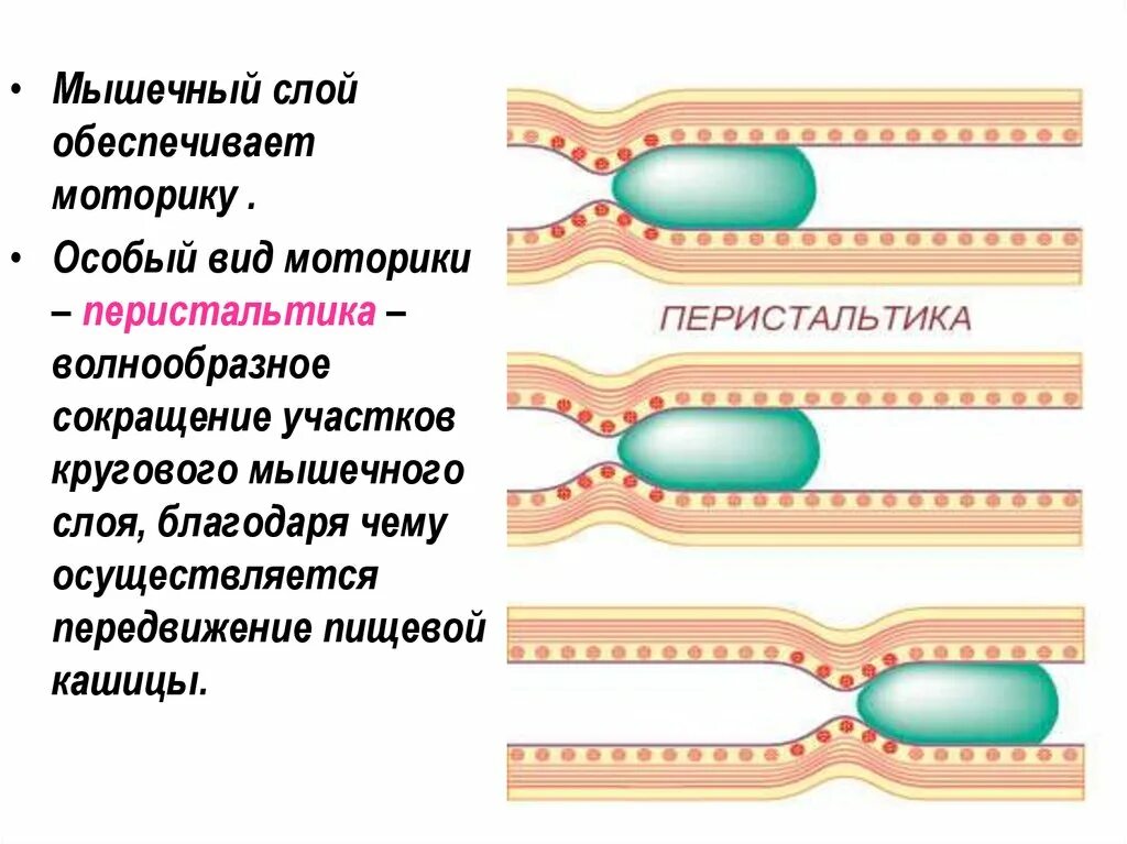 Моторика мышц. Перистальтика тонкого кишечника. Перистальтика это волнообразное сокращение. Виды перистальтики. Схема перистальтики.