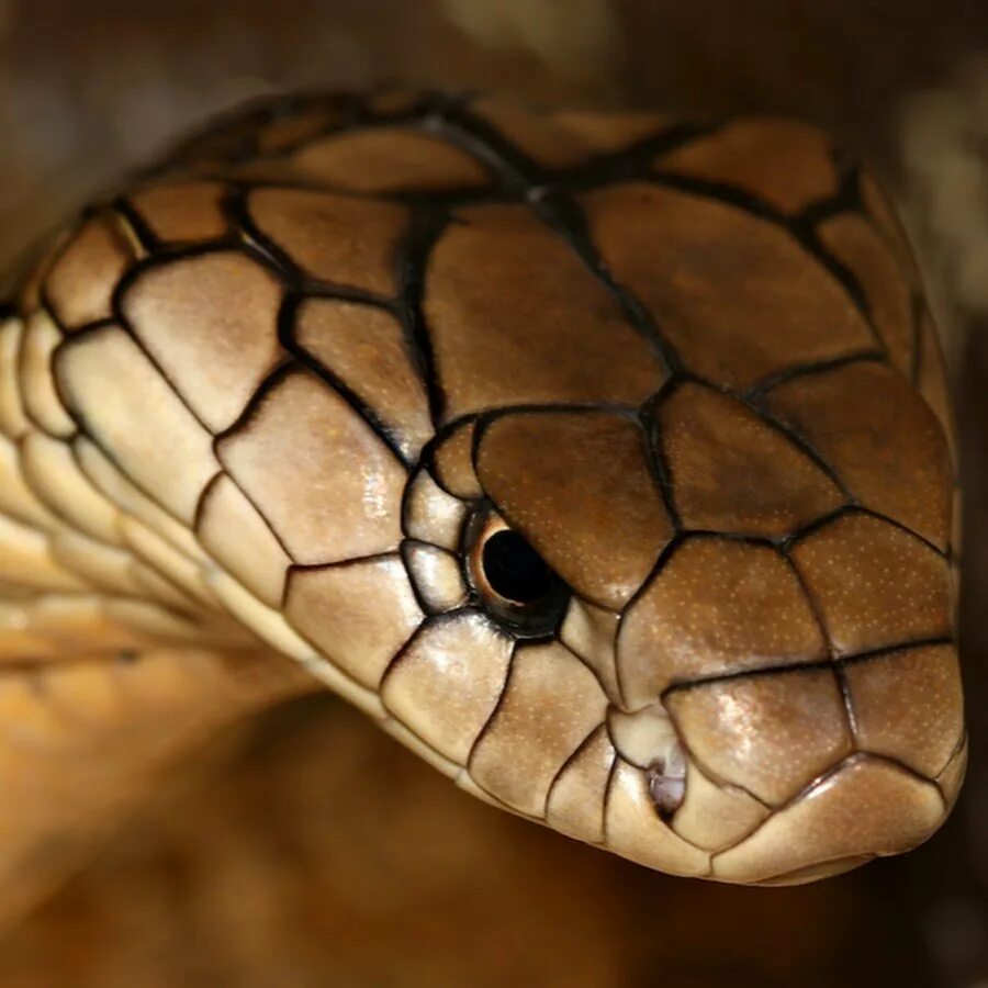 Голова змейки. Ophiophagus Hannah. Змея Кобра Королевская. Чешуя королевской кобры. Кобра Ханна.