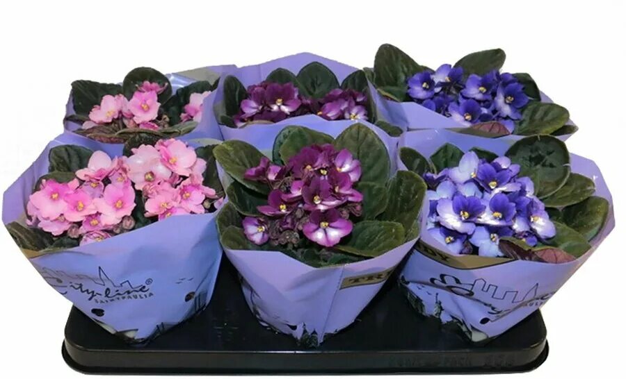 Сколько стоят фиалки. Сенполия инова спектра микс. Сколько стоят фиалки. Сколько стоят фиалки. Фиалка узамбарская микс.