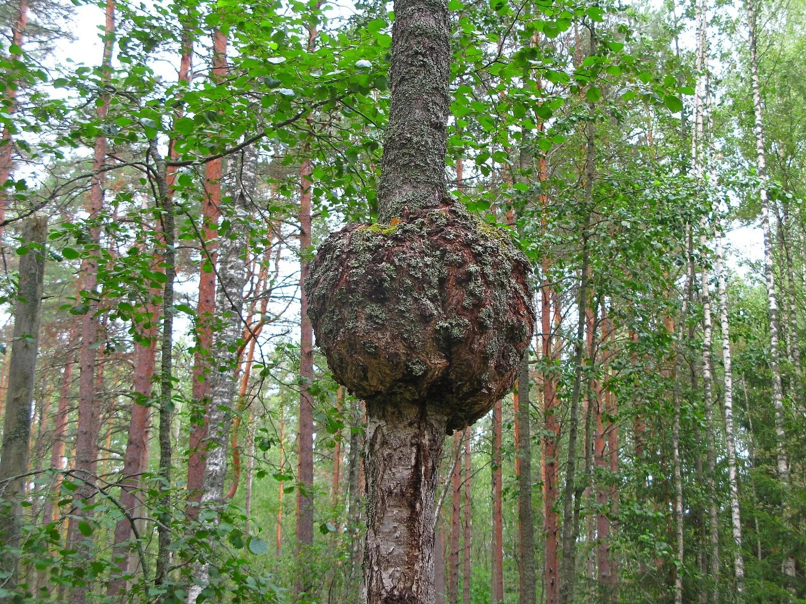 Растет на дереве чага. Трутовик косотрубчатый (чага). Чага (березовый гриб). Гриб чага на Березе. Чага на Березе.