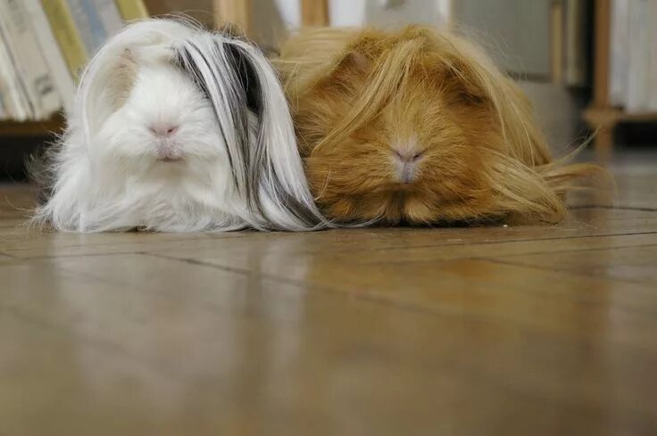 Как спят морские свинки фото Relaxing guinea pig. Cute guinea pigs, Pet guinea pigs, Guinea pigs