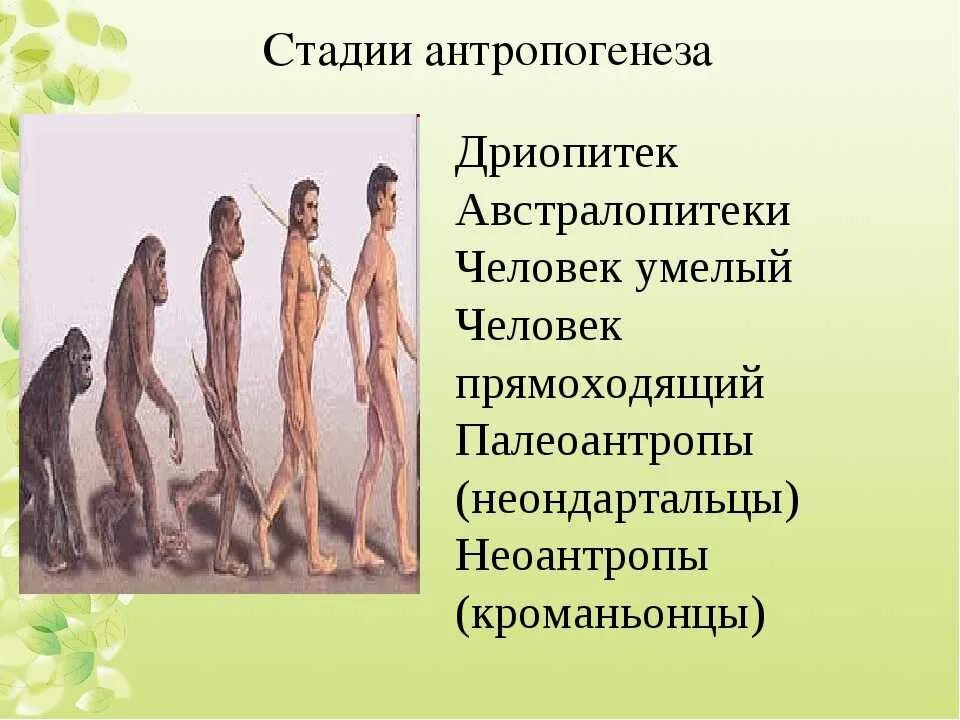 Название этапа эволюции. Эволюция человека дриопитек австралопитек. Ступени развития человека хомо сапиенс. Этапы эволюции антропогенеза. Стадии эволюции человека неандерталец австралопитек дриопитек.