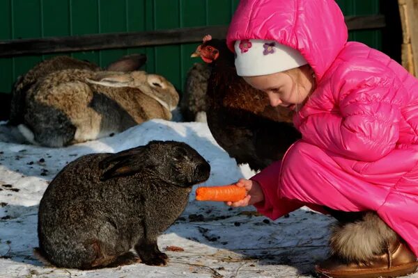 Купить телят тюменская область. Многодетные семьи хозяйство. Личные подсобные хозяйства. Подсобное хозяйство многодетным. Соц контракт малоимущим.
