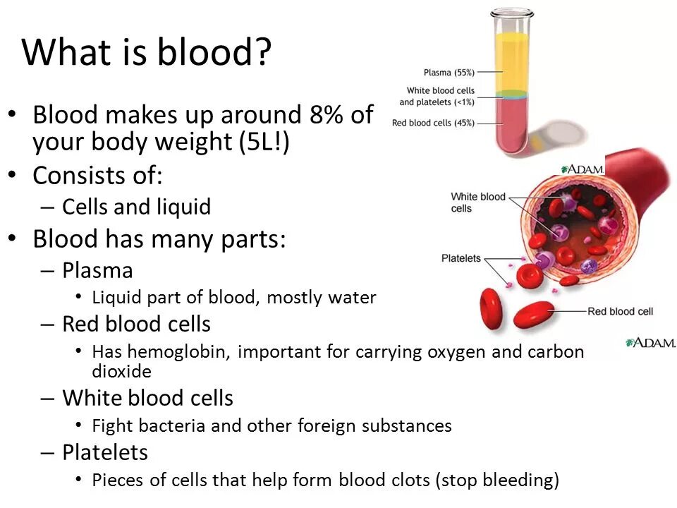 What is Blood Plasma. Functions of Blood. Parts of Blood Plasma.
