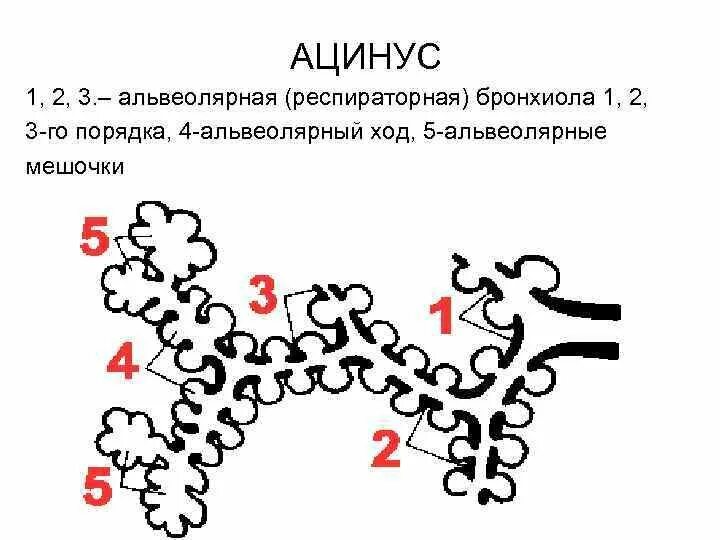 Ацинус гистология. Строение ацинуса гистология. схема строения ацинуса легкого.