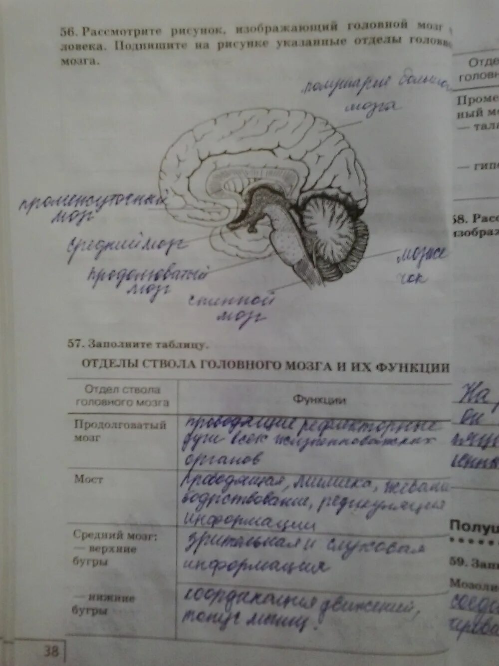 Биология 8 класс агафонова. Гдз биология 8 класс рабочая тетрадь. Лабораторные по биологии 8 класс. Лабораторная работа 3 изучение строения головного мозга человека 8. Рабочая тетрадь по биологии 8 класс.