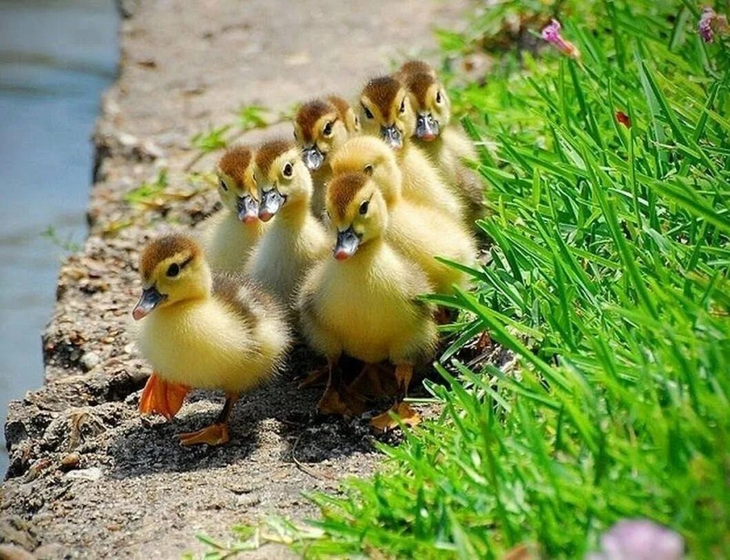 Цыплята, уточки, гусята. Утята гусята бройлер. Спящие утята. Покажи маленьких утят. Милые утята.
