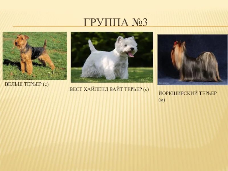 5 группа собак. Породы собак по группам ФЦИ. 9 Группа пород собак ФЦИ. Классификация терьеров. Классификация пород собак РКФ.