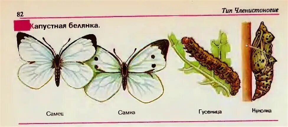 Развитие бабочки капустницы. Цикл развития бабочки капустницы. Цикл развития капустной белянки. Цикл развития бабочки белянки. Цикл развития бабочки капустной белянки.