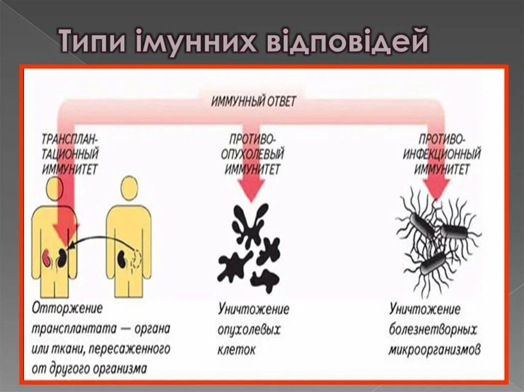 Типы иммунного ответа. Иммунный ответ его типы. 3 Типа иммунного ответа. Виды реакции иммунитета.