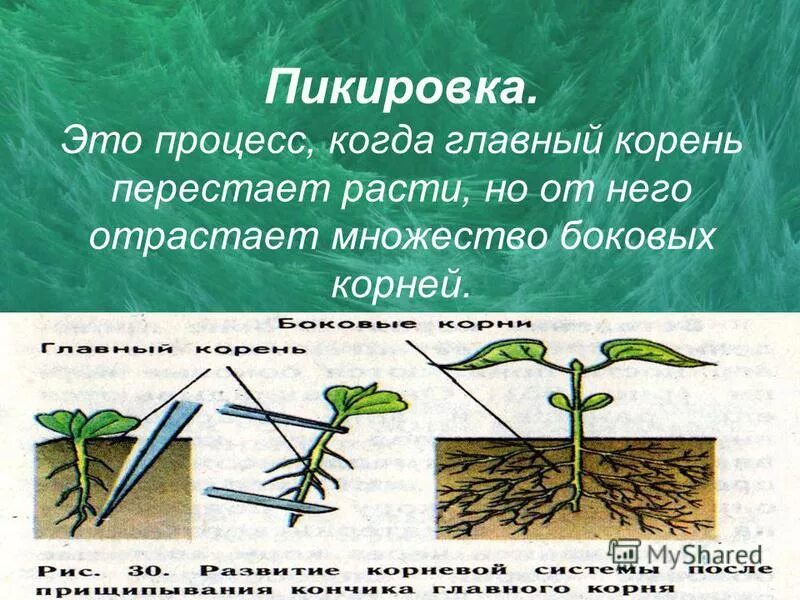 Как называется процесс когда растение растет. Пикировка. Пикировка корня. Пикировка это в биологии.