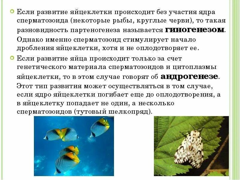 Биологическое значение гиногенеза. Биологическое значение гиногенеза