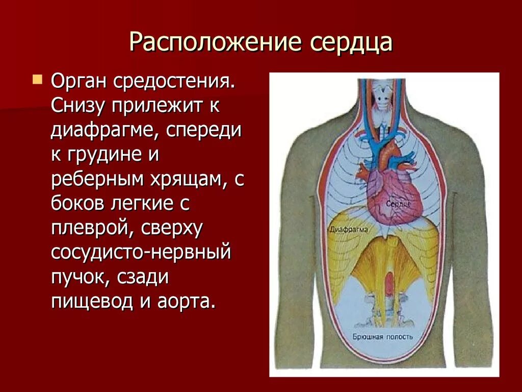 Сердце снизу. Анатомическое расположение сердца. Легкие и сердце расположение. Строение органов человека сердце.