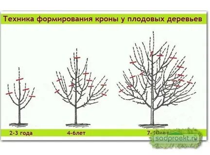 Обрезка деревьев в марте 2024