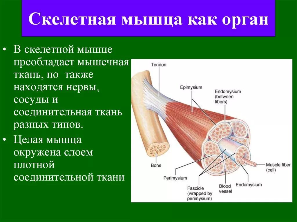 Соединительная мышца. Строение мышцы как органа. Скелетные мышцы. Скелетная мышца как орган. Строение скелетной мышцы как органа.