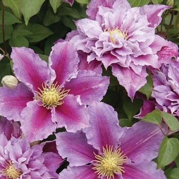 Клематис пиилу фото и описание сорта отзывы Clematis Piilu online kaufen bei Gärtner Pötschke