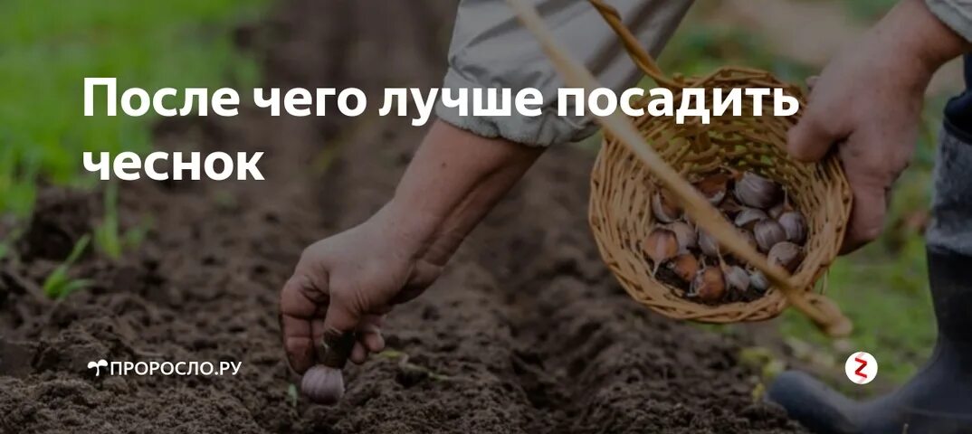 После каких можно сажать чеснок. После чего садить чеснок на зиму. После какой культуры лучше сажать чеснок. После чего посадить чеснок под зиму. После каких культур можно сажать чеснок под зиму осенью в открытый.