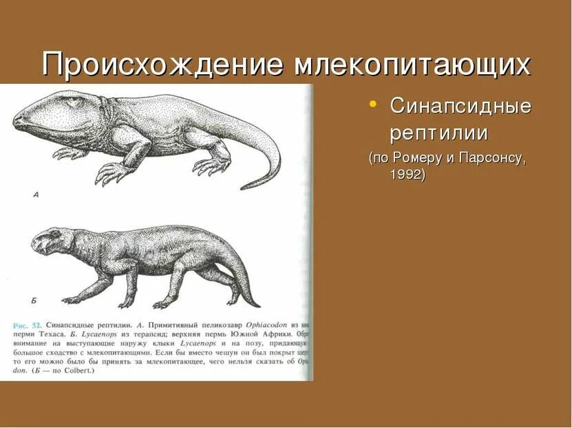 Плацентарные млекопитающие пресмыкающиеся. Появление млекопитающих. Происхождение млекокопита. Млекопитающие произошли от рептилий. Происхождение рептилий.