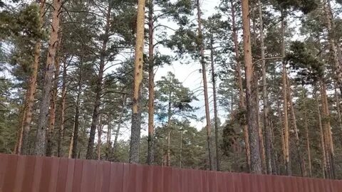 Строительство сосново