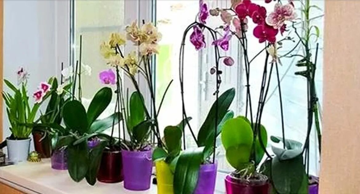 Орхидея в непрозрачном горшке можно ли. Кашпо для орхидей. Горшки для орхидей прозрачные. Правильный горшок для орхидеи. Фаленопсис в прозрачном горшке.