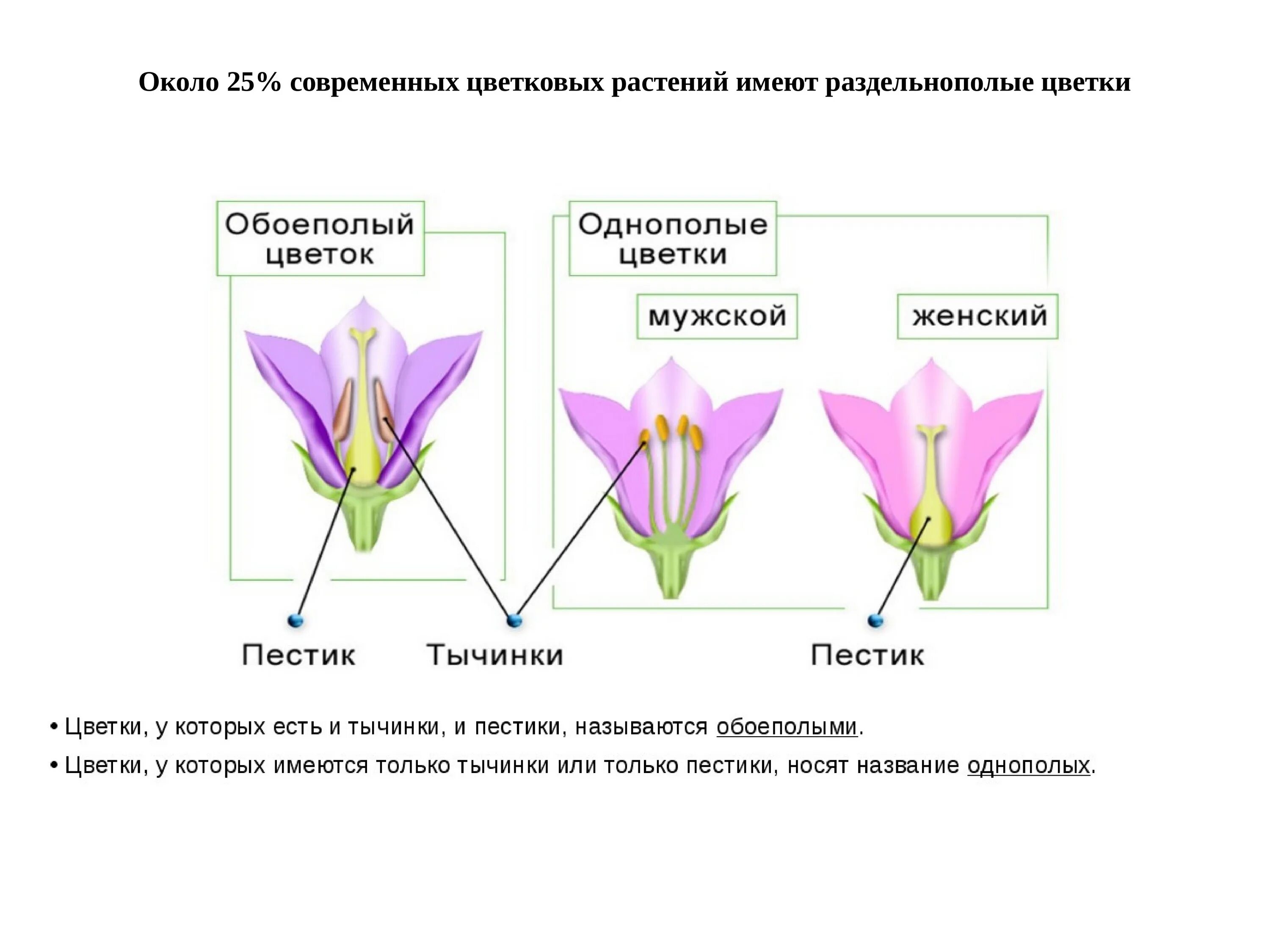 Виды строения цветка. Цветки у которых есть пестики и тычинки называются. Мужской цветок строение. Цветок мужской и женский как называется.