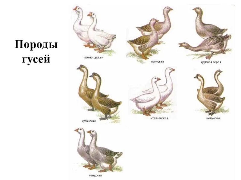 Сколько сидят гуси. Гуси Кучербаевский породы. Гуси Джавахетской породы. Породы гусей с фотографиями. Домашние птицы.