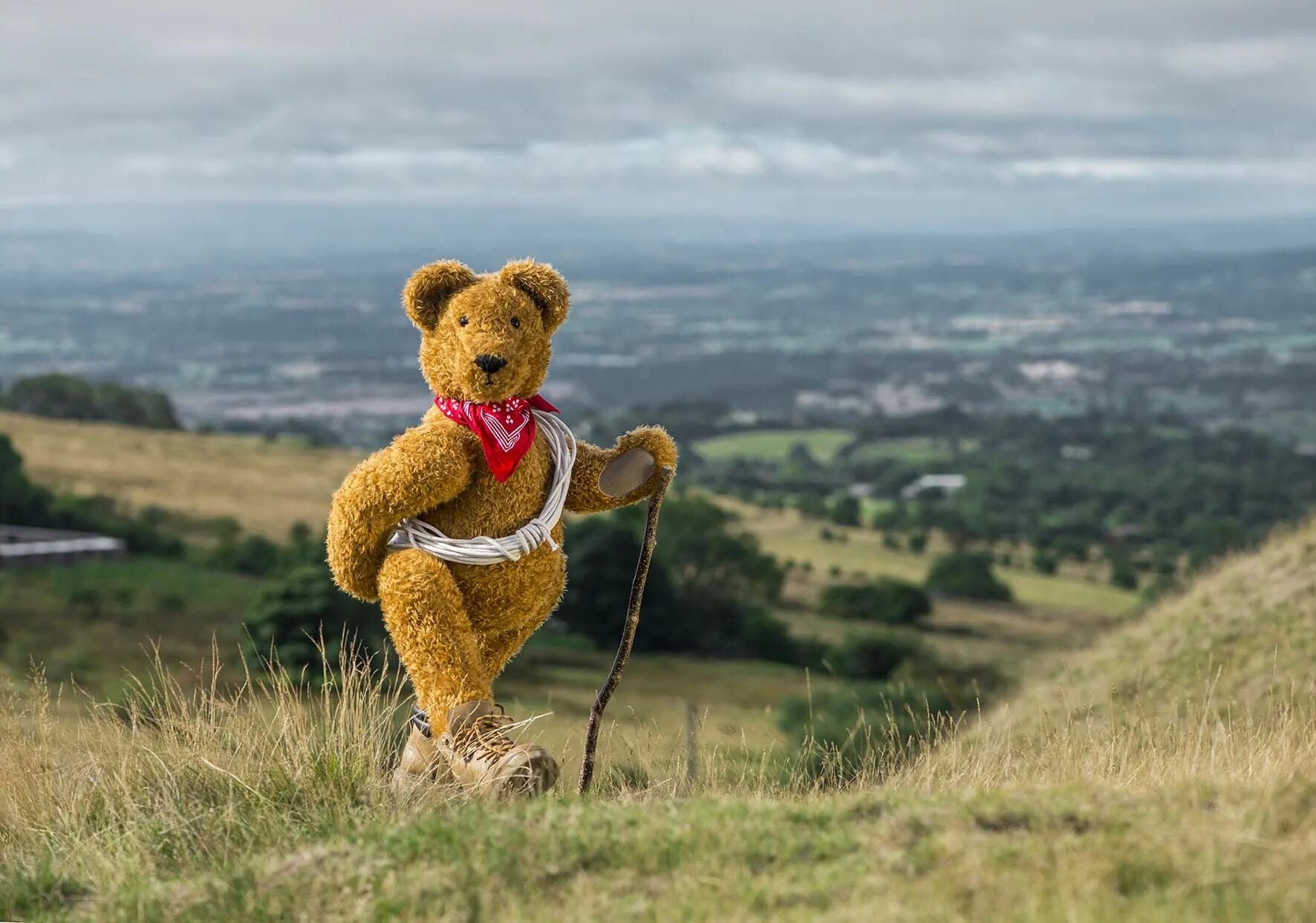Bears walk