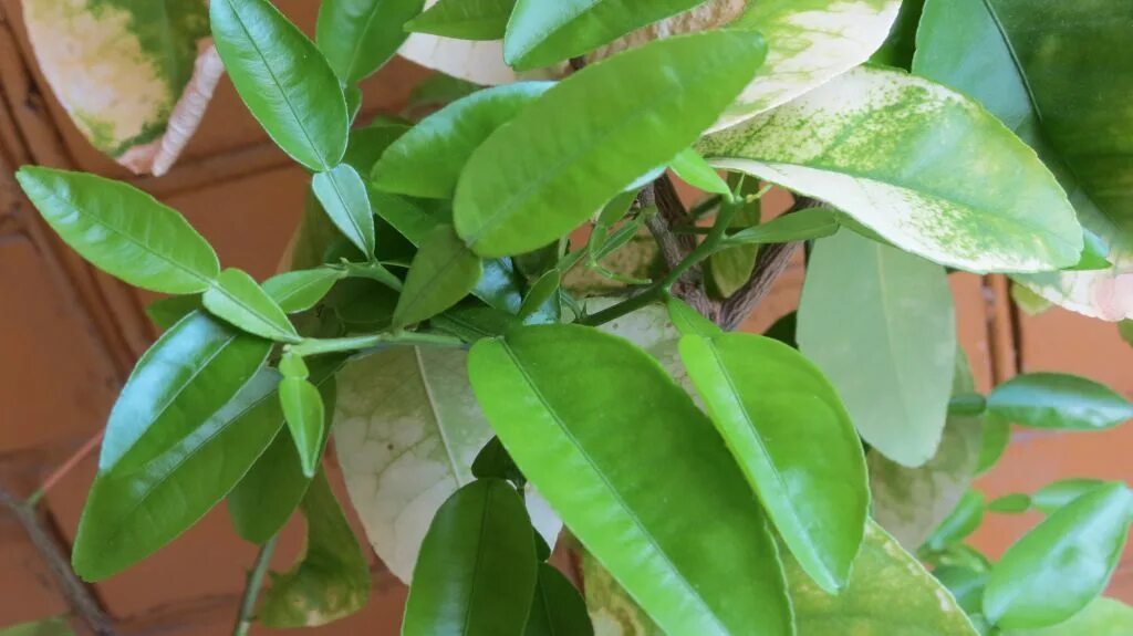 botany - Explaining a branch with visibly different leaves on Citrus japonica - 