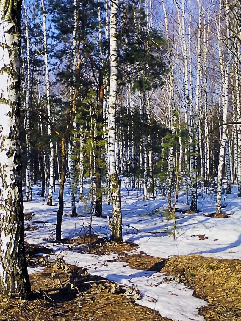 На лесных полянках появляются проталины. Весенний лес.