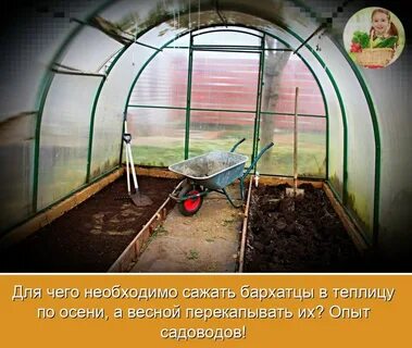 Надо посадить