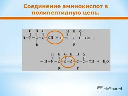 Соединение аминокислот