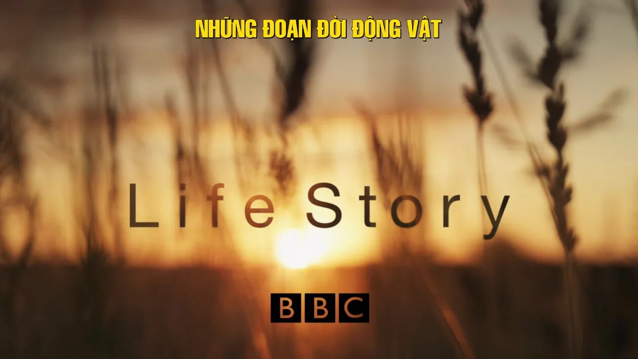 Life story films. Life story. Life story фото. History of Life. Life story story.