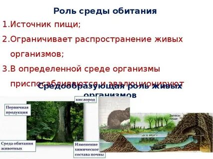 Как живые организмы влияют на среду