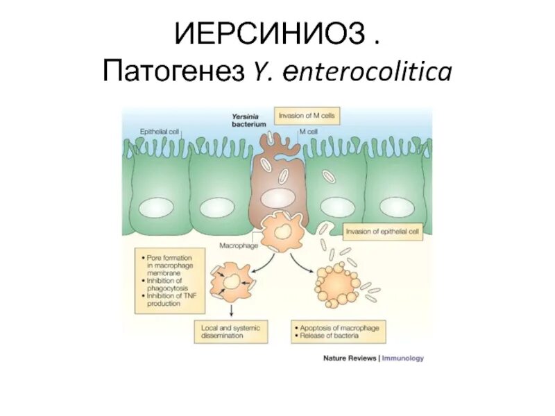 Иерсиниоз передача. Кишечный иерсиниоз патогенез. иерсиниоз этиология патогенез. иерсиниоз псевдотуберкулез патогенез. yersinia pseudotuberculosis патогенез.