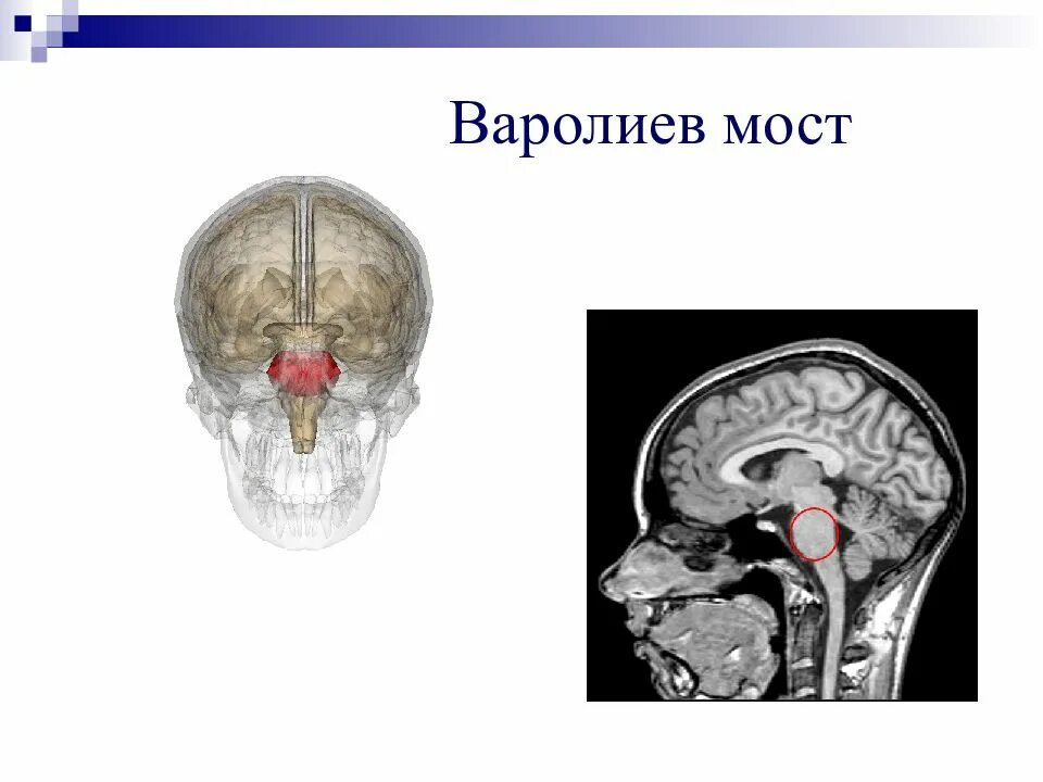 Мост спинного мозга