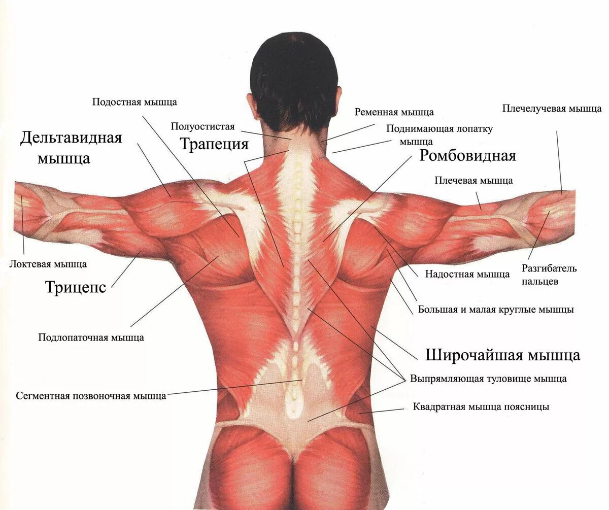 Строение мышц спины. Схема мышцы туловища мышцы спины.