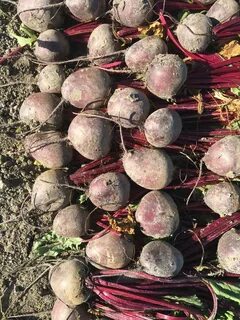 Характеристика сорта свеклы пабло