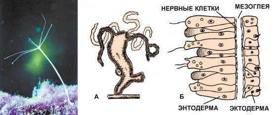 Энтодерма нервные клетки. Нервные клетки образуют в теле гидры. строение нервной клетки гидры. нервные клетки энтодермы. строение нервной клетки кишечнополостных.